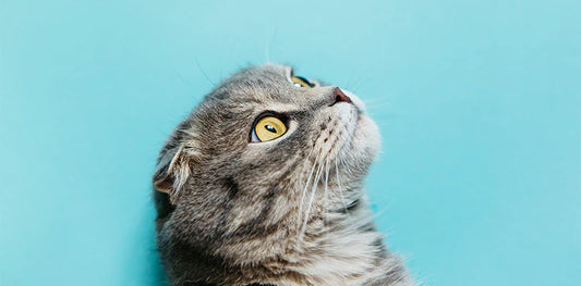 Ontcijfer de taal van je kat