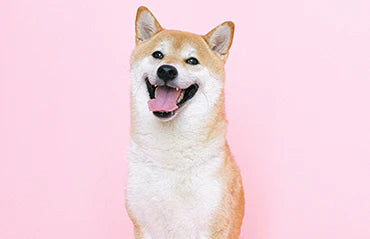 Eenvoudige manieren om je hond trucjes te leren