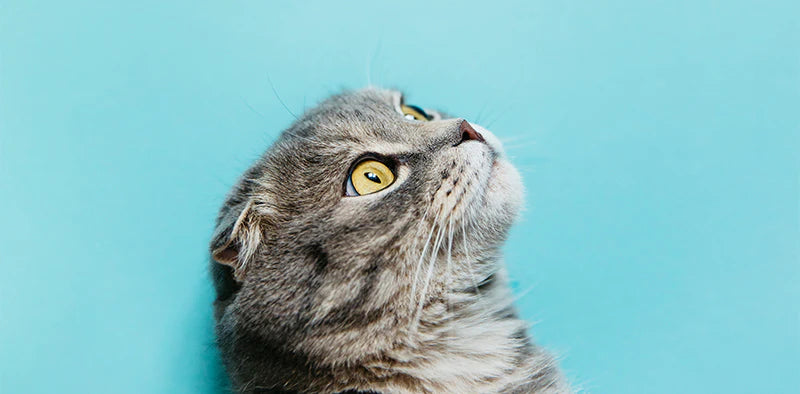 Ontcijfer de taal van je kat