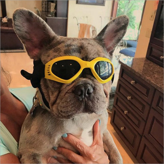 Coole en beschermende zonnebrillen voor je hond