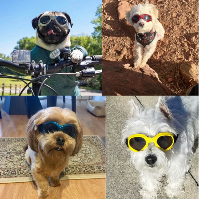 Coole en beschermende zonnebrillen voor je hond